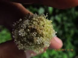 Image result for Lecanthus peduncularis