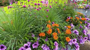 Learn when to plant some of the most popular annuals, perennials, and bulbs, including when to start seeds and move young plants outdoors. Garden Guru Show Off Dazzling See Through Flowers