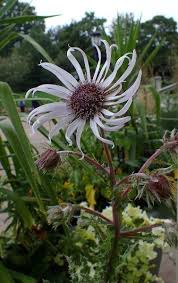 Image result for Berkheya speciosa