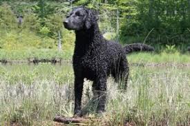 Some coats can be simple to groom, while others require. Curly Haired Retriever Dog Breed Information All You Need To Know Dog Product Picker