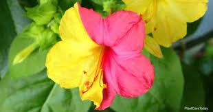 We did not find results for: What Are The Best Annuals For Fragrance Plantcaretoday