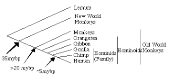 Human Evolution