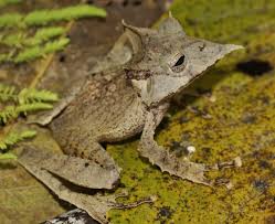 Image result for Hemiphractus bubalus