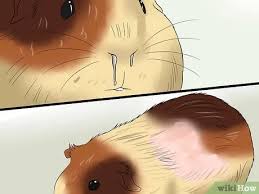 Guinea pigs cannot synthesize their own vitamin c. 3 Ways To Feed Guinea Pigs Vitamin C Wikihow