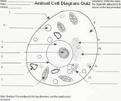 I) name the parts labelled 1, 2, 3 and 4. Cell Diagram Blank Human Anatomy