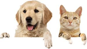 Check spelling or type a new query. Low Cost Cat Vaccination Is What Everyday Cat Should Get