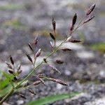 Image result for Eragrostis minor