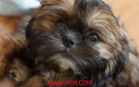 Fantastic with other pets & children. Pin On Dog Breed Groups Mim