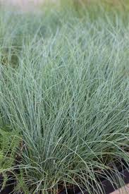 Image result for Festuca chodatiana