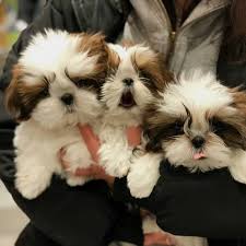 Stay updated about adorable shih tzu puppies for sale. Adorable Shih Tzu Puppies For Sale Home Facebook