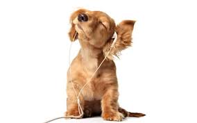 Music Is Gooooooooddd Lol Yavru Kopek Sevimli Kopek Yavrulari Kopek