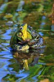 Birds Do It Bees Do It Even Educated Fleas Do It Song Birds Do It Bees Do It Even Educated Fleas Do It Let S Do It Let S Fall In Love With Images Cute Frogs Funny Frogs Animals Beautiful