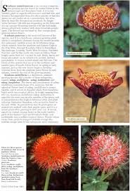 Image result for Scadoxus membranaceus
