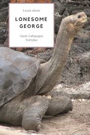 Lonesome George The Giant Tortoise From The Galapagos Galapagos Tortoise Galapagos Tortoise Care
