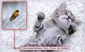 Come ad esempio la sua cuccia, i tappeti, i divani, le lenzuola, i teli, le coperte e il tuo letto. Pulci Gatto Trattamenti E Soluzioni Per Eliminare Le Pulci Del Gatto Eliminare Pulci