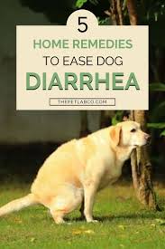 5 Natural Remedies For Dog Diarrhea Dog Diarrhea Remedy Dog Health Dog Remedies