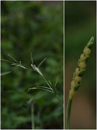 Image result for Hackelochloa