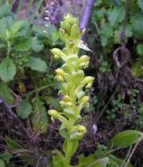 Image result for Satyrium macrophyllum