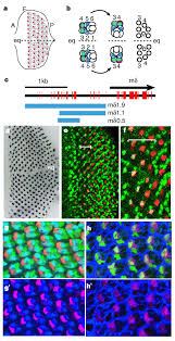 A new york native, sarah lives in. Frizzled Regulation Of Notch Signalling Polarizes Cell Fate In The Drosophila Eye Nature