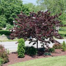 Forest Pansy Redbud From Stark Bro S Redbud Tree Flower Landscape Flowering Trees