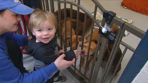 When you adopt a puppy, there is a lot more guesswork involved. Okc Animal Welfare To Hold Free Adoption Event Due To Overcrowding