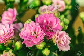 Usually, its small dainty pink or red flowers appear during the summer. White Pink Flowers Of Kalanchoe Kind Of Succulent Plant Family Tolstyankovye Stock Photo Picture And Royalty Free Image Image 87768063
