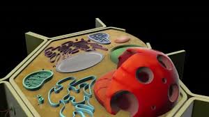 Maybe you would like to learn more about one of these? Plant Cell Animation Stock Video Footage By C Usulmoadib 463799710