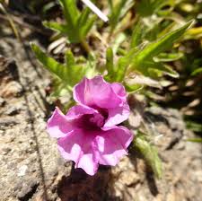 Image result for Ipomoea oenotherae