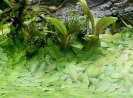 Image result for Stylochaeton puberulus