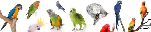 A Pandemonium of Parrots | Parrot Parrot
