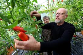 Fisken göder tomaterna i växthuset