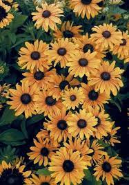 35 Most Beautiful Flower Wallpapers Beautifulflowerwallpapers Dailypinmag Mostbeautifulflower Mostb Sunflower Wallpaper Flower Wallpaper Beautiful Flowers