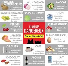 Epingle Par Hayate Doukkali Sur Cuisine Et Boissons Aliments Dangereux Pour Les Chiens Alimentation Chat Nourriture Chien