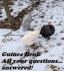 When will hen begin laying eggs? Guinea Hens Everything You Need To Know Murano Chicken Farm