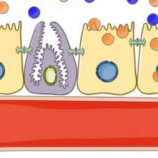 Novo nordisk intends to initiate a pivotal phase 3a programme with approximately 1,000 people with obesity or overweight with comorbidities. Theory Of Oral Semaglutide Absorption As Advocated By Novo Nordisk Download Scientific Diagram