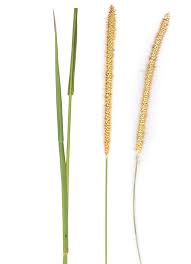 Image result for Setaria sphacelata