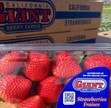 Basil provides an unexpected and refreshing take to the standard strawberry margarita. Cindy Jewell With California Giant Berry Farms Sheds Light On Strawberry Regions Growing Challenges And The Holiday Market And Now U Know