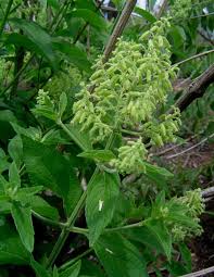 Image result for Hoslundia