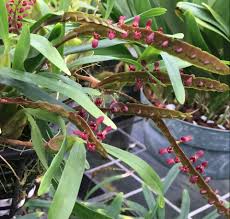 Image result for Bulbophyllum comatum