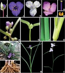 Image result for Coleotrype laurentii