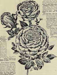 Maybe you would like to learn more about one of these? File Cottage Rose Garden 1899 19929917323 Jpg Wikimedia Commons