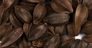 Image result for Combretum