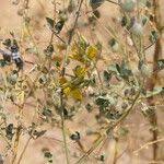 Image result for Crotalaria sphaerocarpa