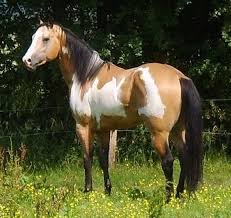 Free shipping for many products! Beautiful Buckskin Paint Horse Horses Horse Painting American Paint Horse