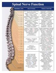Pin On Spinal Nerve