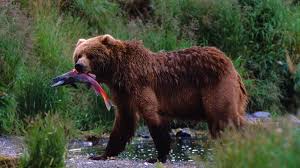 9 i didn't use to like only fish, but now i'm loving it! Grizzly Ecology Pt 3 Bears Fish And Trees Grizzly Bear Conservation