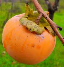 Image result for Diospyros