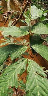 Image result for Berlinia