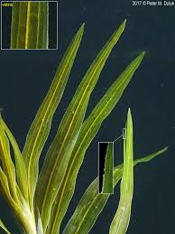 Image result for Potamogeton richardii