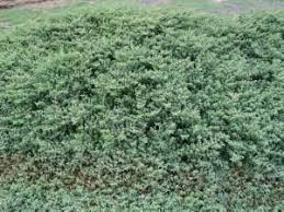 Image result for Galenia procumbens